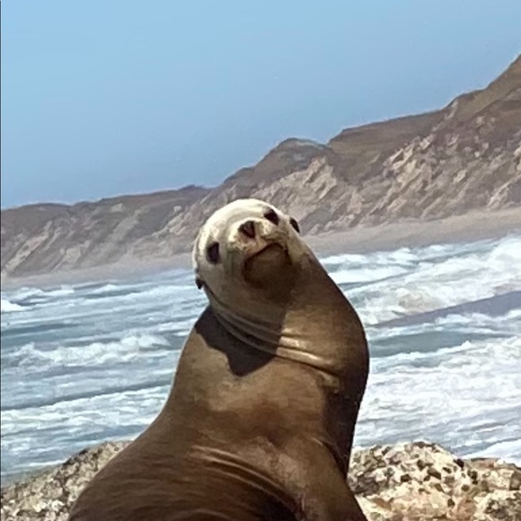 Meet your Posher, Grace - Picture 1 of 1